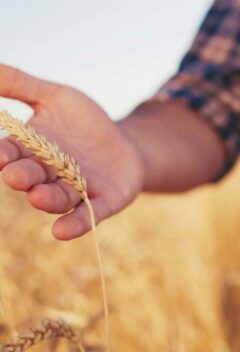 Agronomie